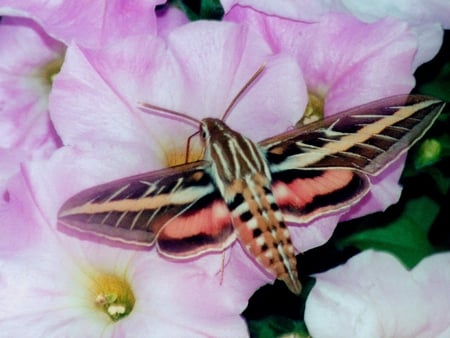 White Line Sphinx Moth - pretty, colorful, insect, sphinx moth