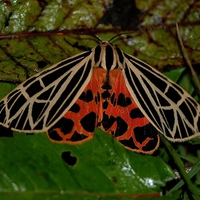 Virgo Tiger Moth
