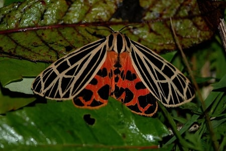 Virgo Tiger Moth - insect, colorful, winged, virgo tiger moth