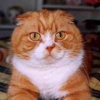 Big Red Kitty