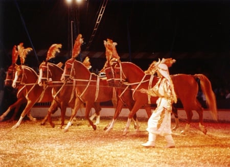 Circus Horses - horses, chestnuts, circus, team