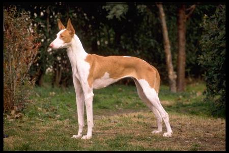 Ibsen Hound - hound, ibsen, dog, red and white