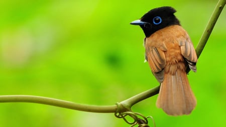 A Little Bird - tiny, branch, eyes, small, cute, bird