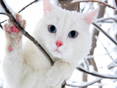 ♥ White Cat ♥ - white cat, white, winter, snow, cat, blue eyes