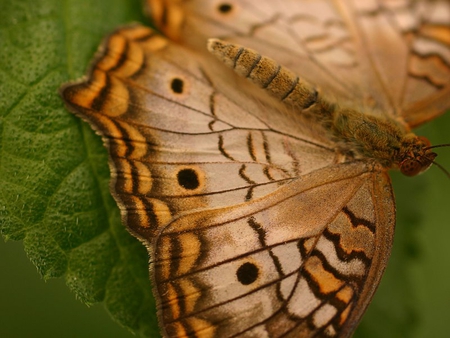 Brown Butterfly - butterfly, beauty, awsum, brown