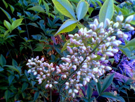 white flowering Nandina domesticana - white, flower, hardy, evergreen