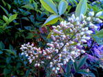 white flowering Nandina domesticana