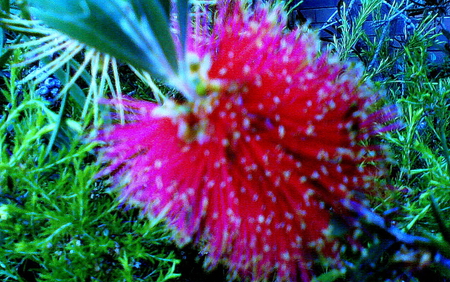 single bottle-brush flower - banksia, bottle-brush, native, red