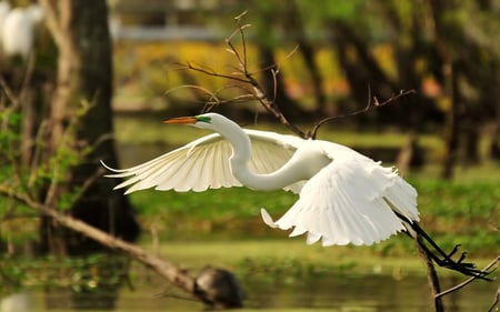 Beautiful Swan - swan, animals, flying, beautiful, trees, nature, birds