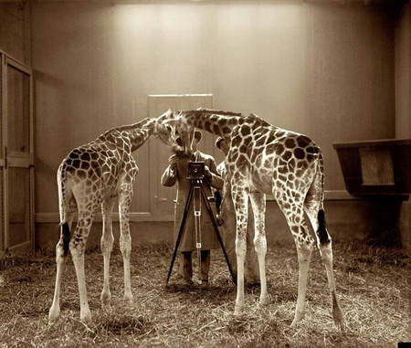 Photogenic - cute, photoshot, camera, giraff