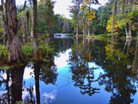 plantation view - river, trees, water, nature, photography, beauty, forest