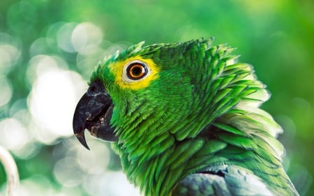 green parrot - photography, parrot, green, tropical, bird