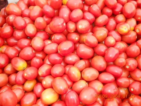 Red Tomatos - many, red, mickey, tomatoes