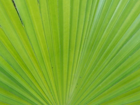 Palm Leaf - green, one, mickey, palm