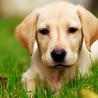 Loyal friend