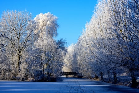 this winter - white, nature, trees, photography, snow, bridge