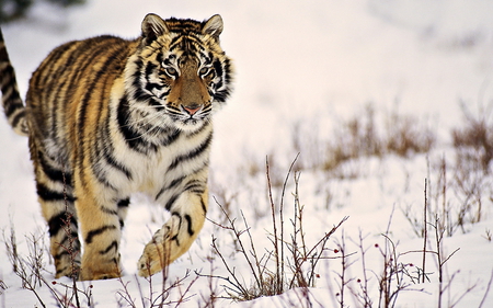 Snow tiger - wildlife, feline, animal, tiger