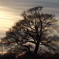 Silhouette In The Sun.