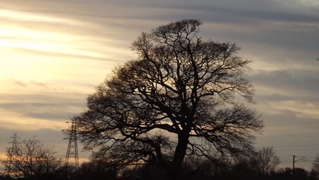 Silhouette In The Sun. - sun set, silhouette, forest, sun, beautiful, sticks, tree