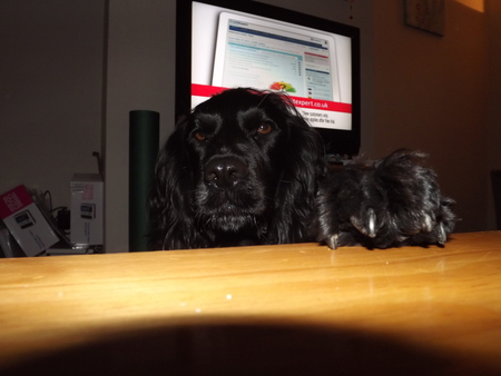 Paw... - begging, beautiful, cute, table, dog, doris, puppy