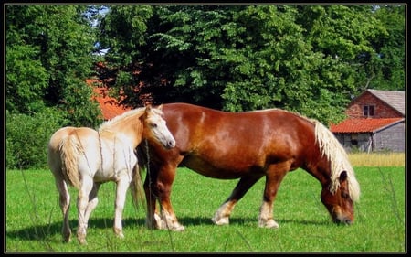 Mazury - Poland - horses, polish, mazury, polska, poland