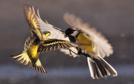 Mazury - Poland - polish, mazury, poland, polska, bird, birds