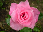 Pink Rose and Raindrops