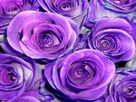 purple roses for purple lovers