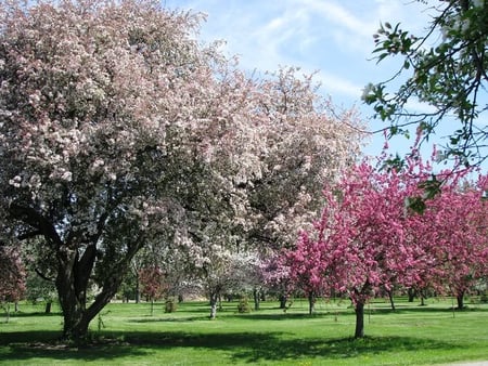 Blooming Trees in the Park - blooming, sky, blossoms, trees