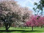 Blooming Trees in the Park