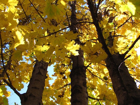 Looking Up High - leaves, bark, trees, yellow