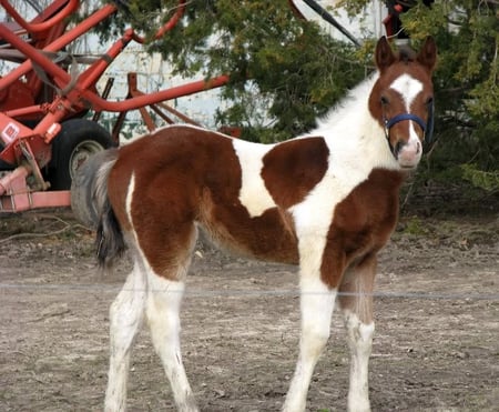 Eight Weeks Old Colt - horse, colt, trees, ground