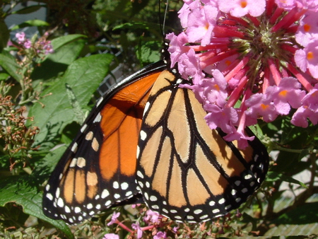 Butterfly in spring - butterfly, spring, flower, nature