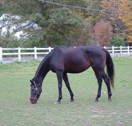 grazing horse - spring, horse, animal, black