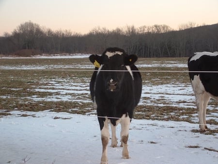 heading home - cow, dusk, cows, snow