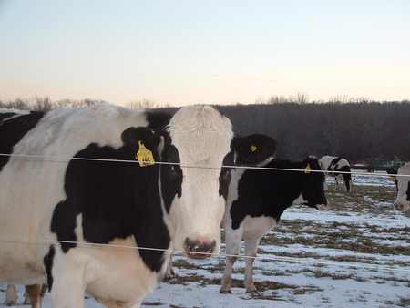 pet me - cow, grazing, snow, cold