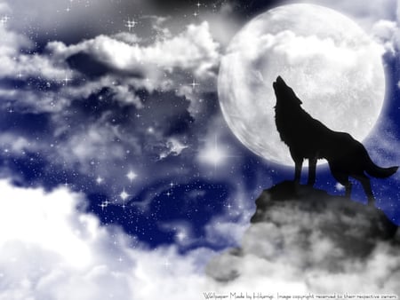 beautiful midnite wolf