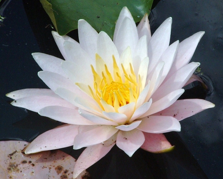 water lily - pretty, flower, water, lily