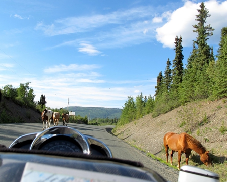 Yukon, Canada - harley, yukon, hanzo, alaska