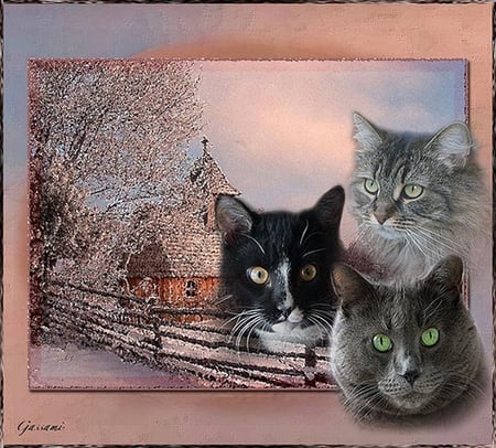 Cats at frame - animal, frame, kitten, feline, cat