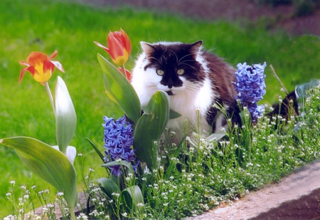 Cat in the grass - animal, kitten, feline, grass, flower, cat, calico