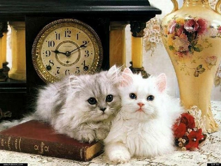 Kittens - cat, feline, rose, book, living room, kitten, clock, animal, interior