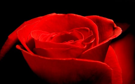 Red Rose - beauty, love, roses, photography, black, rose, lovely, nature, pretty, red, beautiful, flowers, photo, cute, flower