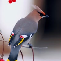 Gorgeous Bird