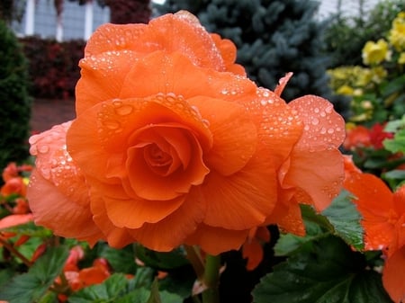 Beautiful Begonia - begonia, beautiful, wet, orange, color, lovely, dewy, flower