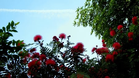 The plane cloud - flowers, cloud, red, plane