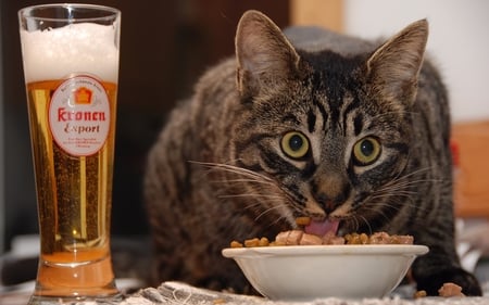 Meal Time - nice, wonderful, meal, amazing, pretty, beer, food, cute, meow, drink, cat, kitty, stunning, meal time, kitten, beautiful, animal, sweet, awesome, tiger