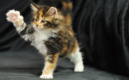 Maine Coon Kitty