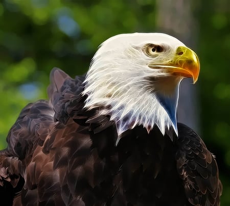 Eagle - fractalius, beauty, eagle, loving, birds