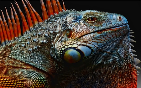 Iguana - pets, beauty, reptile, caring, loving, iguana